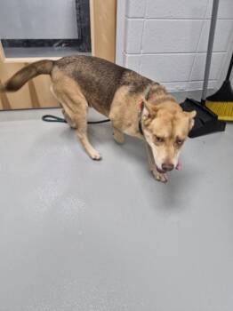 Pen 115 -  Siberian Husky and Shepherd Dog for Adoption in Lawrenceville, Georgia - Pen 115 | PetCurious