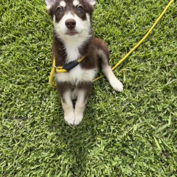 Derek -  Husky Dog for Adoption in Louise, Texas - Derek | PetCurious