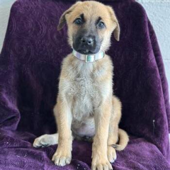Jenna -  Shepherd Dog for Adoption in Red Bluff, California - Jenna | PetCurious