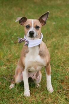Rescue Terrier Dogs for Adoption in Decatur, Indiana - Simon | PetCurious