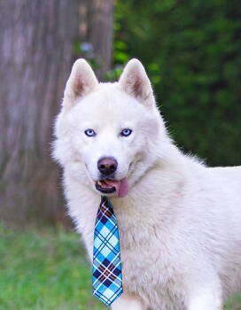 Rescue Husky and Corgi Dogs for Adoption in Coatesville, Pennsylvania - Koda | PetCurious