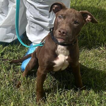 Tilt-A-Wirl -  Mixed Breed Dog for Adoption in Canal Winchester, Ohio - Tilt-A-Wirl | PetCurious