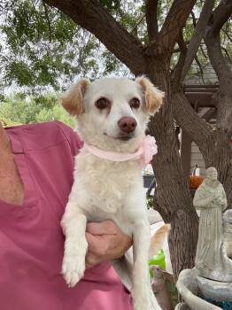 Leann -  Miniature Poodle and Spaniel Dog for Adoption in Temecula, California - Leann | PetCurious