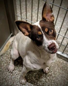 LEE-ANNE -  Australian Cattle Dog Blue Heeler and Smooth Fox Terrier Dog for Adoption in Clyde, North Carolina - LEE-ANNE | PetCurious