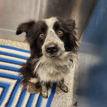 Chicken -  Collie Dog for Adoption in Clavet, Saskatchewan - Chicken | PetCurious