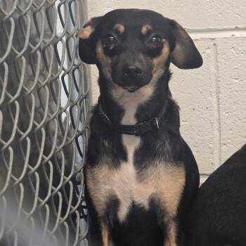 Jacob -  Chihuahua Dog for Adoption in Saint Marys, Pennsylvania - Jacob | PetCurious