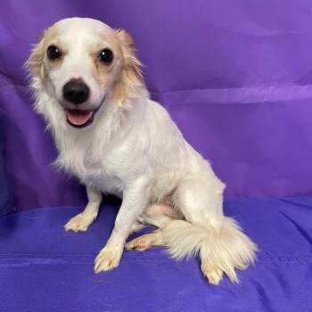 Chihuahua Dogs Available for Adoption in North Myrtle Beach, South Carolina - Buck | PetCurious