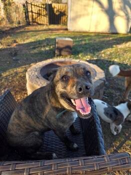 Australian Shepherd Dogs Available for Adoption in Republic, Missouri - Daisy | PetCurious
