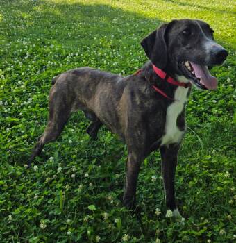 Jenkins -  Mountain Cur Dog for Adoption in Sandusky, Ohio - Jenkins | PetCurious