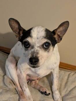 Rescue Rat Terrier Dogs for Adoption in Bloomington, Illinois - Benny | PetCurious
