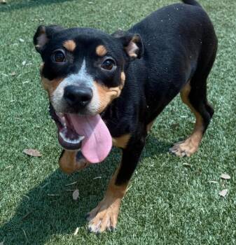Ralphie~FOSTER or FOSTER TO ADOPT NEEDED~ -  Terrier Dog for Adoption in Minneapolis, Minnesota - Ralphie~FOSTER Or FOSTER TO ADOPT NEEDED~ | PetCurious