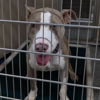 Kane -  Terrier Dog for Adoption in St. Augustine, Florida - Kane | PetCurious