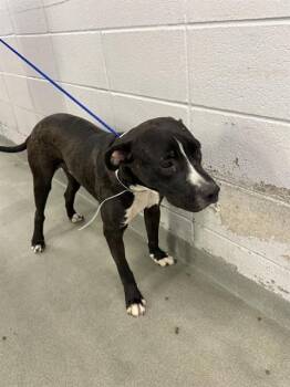 PANCHO -  Staffordshire Bull Terrier and Mixed Breed Dog for Adoption in Houston, Texas - PANCHO | PetCurious