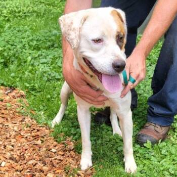 Thunder -  Pointer and Mixed Breed Dog for Adoption in Buffalo, Minnesota - Thunder | PetCurious