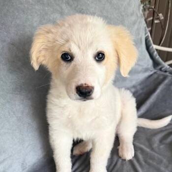 Great Pyrenees and Yellow Labrador Retriever Dogs Available for Adoption - Sunkist Fizz | PetCurious