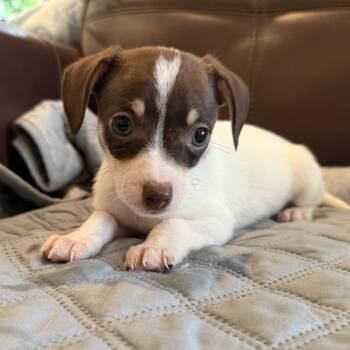 Jackie -  Mixed Breed and Chiweenie Dog for Adoption in Pelham, New Hampshire - Jackie | PetCurious