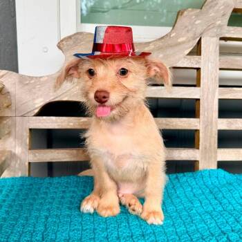 Buddy -  Terrier and Chihuahua Dog for Adoption in Foley, Alabama - Buddy | PetCurious