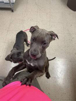 BANJO -  Pit Bull Terrier and Mixed Breed Dog for Adoption in Killeen, Texas - BANJO | PetCurious