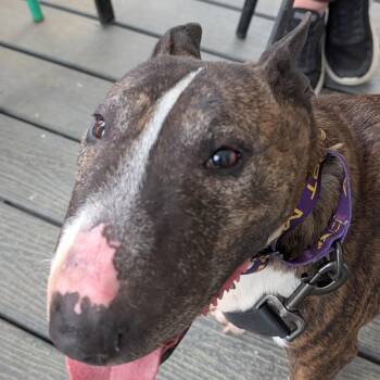 Frankie -  Bull Terrier Dog for Adoption in Chapel Hill, North Carolina - Frankie | PetCurious