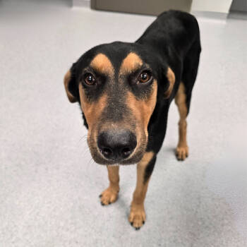 Rescue Mixed Breed Dogs for Adoption in Wellington, Kansas - Maximus | PetCurious