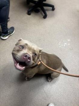 Brego -  Mixed Breed Dog for Adoption in Chamblee, Georgia - Brego | PetCurious