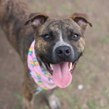 BINX -  American Staffordshire Terrier Dog for Adoption in San Antonio, Texas - BINX | PetCurious