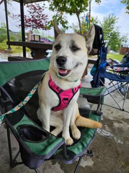 Siberian Husky Dogs Available for Adoption in Naperville, Illinois - Kyno | PetCurious