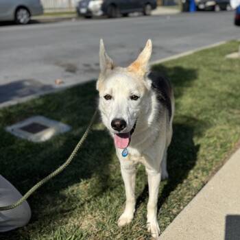 Rescue Husky and German Shepherd Dog Dogs for Adoption in Los Angeles, California - Teddy | PetCurious