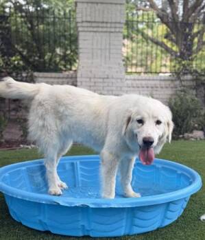 Marsha -  Great Pyrenees and Mixed Breed Dog for Adoption in Fort Worth, Texas - Marsha | PetCurious