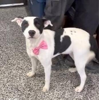 Terrier Dogs Available for Adoption - Kitty | PetCurious