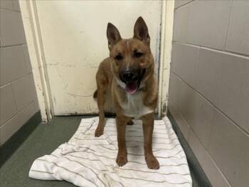 Mixed Breed Dogs Available for Adoption - THANOS | PetCurious