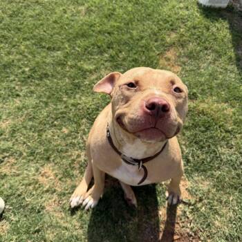 Simba -  Pit Bull Terrier Dog for Adoption in Geronimo, Oklahoma - Simba | PetCurious