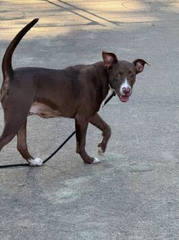 Rescue Black Labrador Retriever Dogs for Adoption in Holly Springs, Mississippi - Mindy | PetCurious