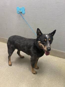 Australian Cattle Dog Blue Heeler Dogs Available for Adoption in Las Vegas, Nevada - NELSON | PetCurious
