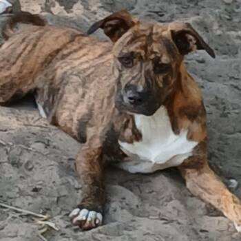 Mixed Breed Dogs Available for Adoption in Williston, Florida - Ira | PetCurious