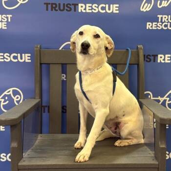 Terrier Dogs Available for Adoption in Waterford, New Jersey - DOVE | PetCurious