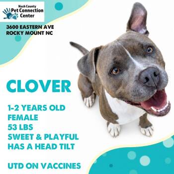 CLOVER  Available NOW - ADOPTION or RESCUE! -  Mixed Breed Dog for Adoption in Nashville, North Carolina - CLOVER  Available NOW - ADOPTION Or RESCUE! | PetCurious