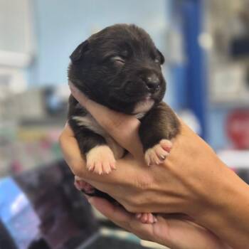 McGriddle -  Labrador Retriever Dog for Adoption in Wahiawa, Hawaii - McGriddle | PetCurious