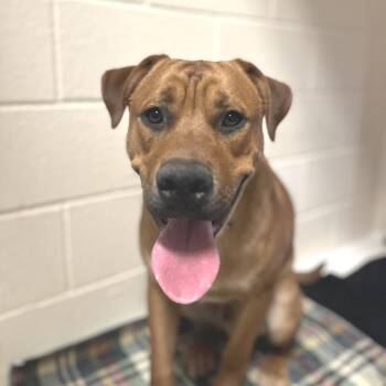 Mixed Breed Dogs Available for Adoption in Port Townsend, Washington - Bow | PetCurious