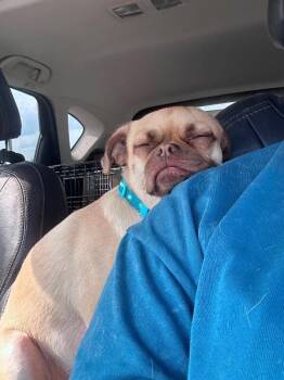 Lola -  Pug and Mixed Breed Dog for Adoption in Athens, Ontario - Lola | PetCurious