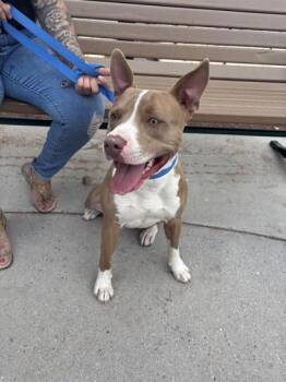 61128941 -  Pit Bull Terrier and Mixed Breed Dog for Adoption in El Paso, Texas - 61128941 | PetCurious