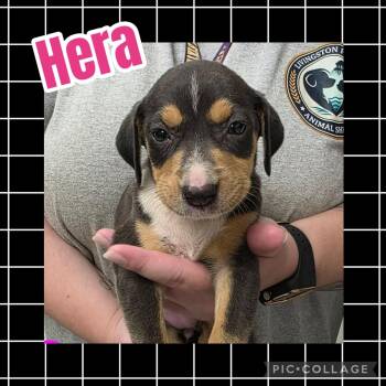 Hera -  Hound and Labrador Retriever Dog for Adoption in Ringwood, New Jersey - Hera | PetCurious