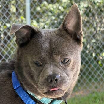 Thumper -  Mixed Breed Dog for Adoption in New York, New York - Thumper | PetCurious