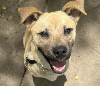 Rescue Labrador Retriever and German Shepherd Dog Dogs for Adoption in Carrollton, Virginia - Dexter | PetCurious