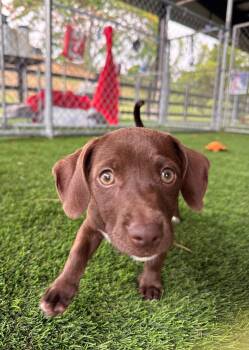 Daisy -  Mixed Breed Dog for Adoption in New York, New York - Daisy | PetCurious