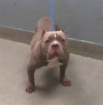 Rescue Staffordshire Bull Terrier and Mixed Breed Dogs for Adoption in Las Vegas, Nevada - TRUNKS | PetCurious