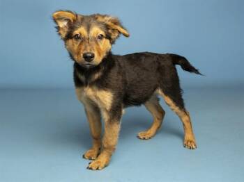 BEANIE BABY -  German Shepherd Dog and Mixed Breed Dog for Adoption in Phoenix, Arizona - BEANIE BABY | PetCurious