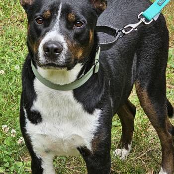 Rescue Shepherd and Pit Bull Terrier Dogs for Adoption in Ocoee, Florida - Shep | PetCurious