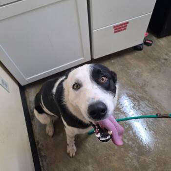 Tony -  Australian Shepherd and Mixed Breed Dog for Adoption in Corinth, Mississippi - Tony | PetCurious