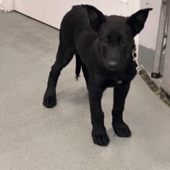 puppy -  German Shepherd Dog and Shepherd Dog for Adoption in Westminster, California - Puppy | PetCurious